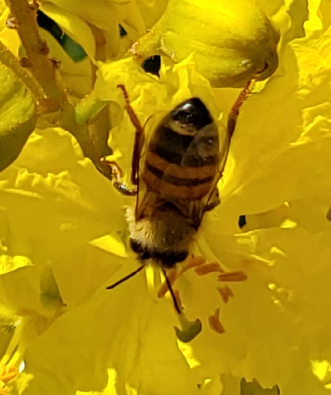 Bees working nearby blooms