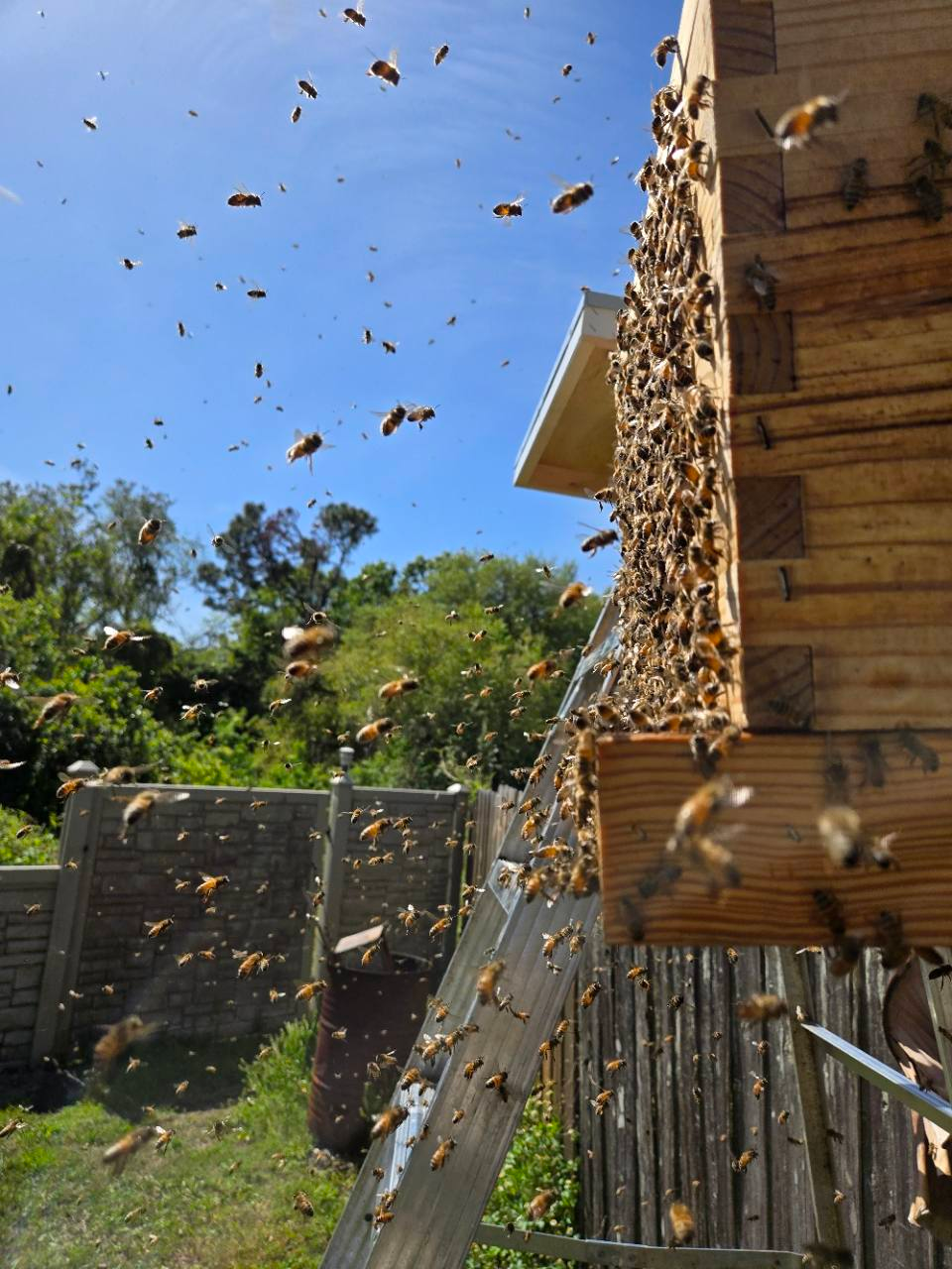Busy hives on a warm Florida day