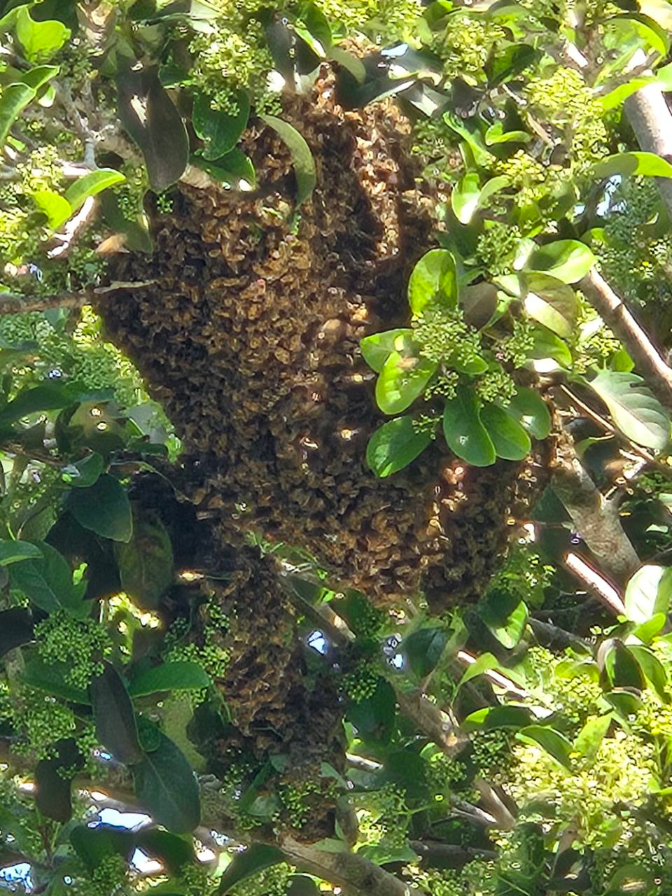 Large honey bee swarm hanging in a tree