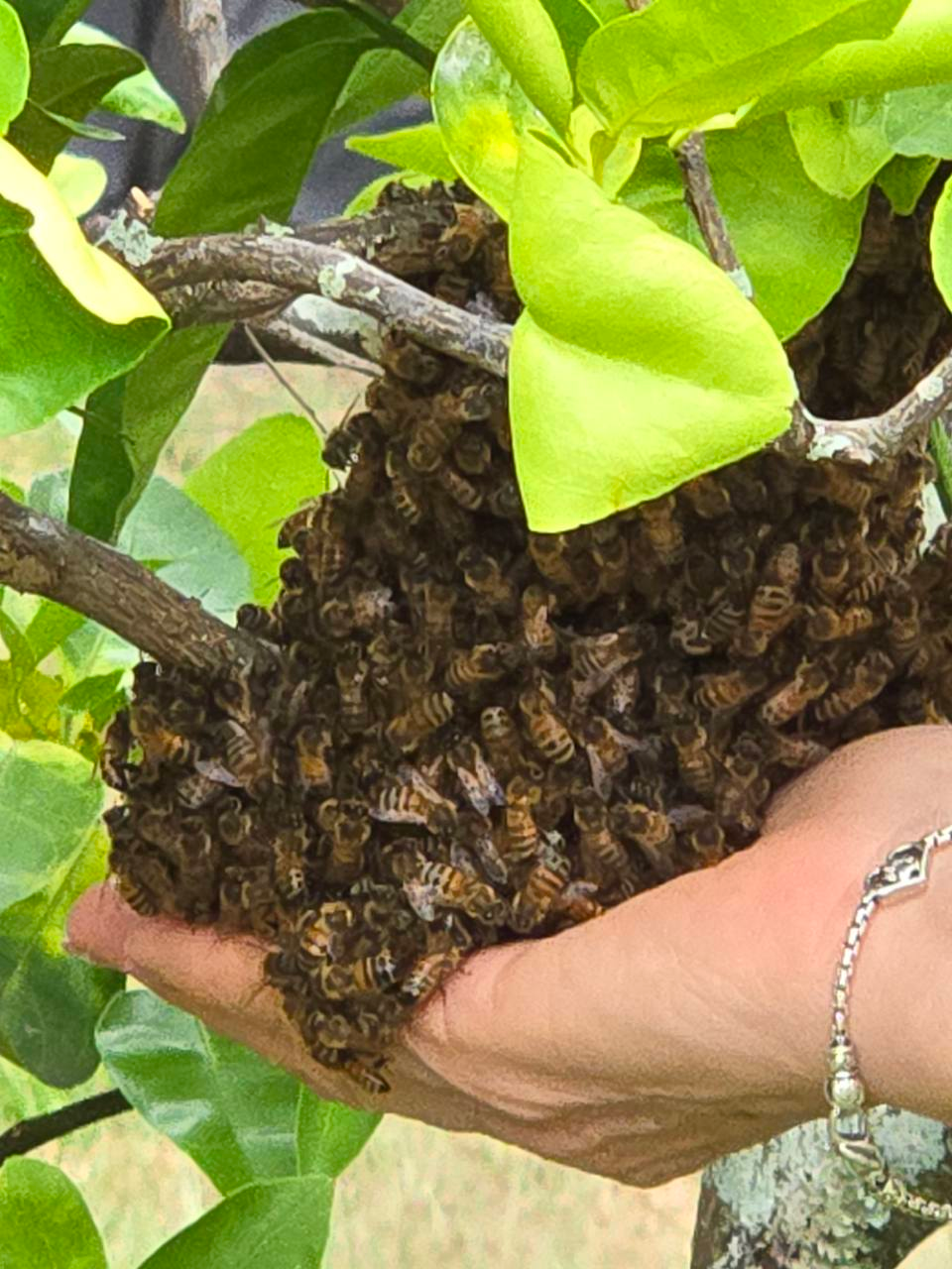 Pollination happening close to home
